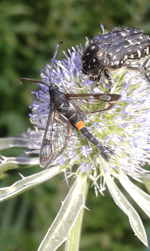 Sesiidae: Synanthedon myopaeformis ? S